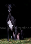 15 Lichtspiele
